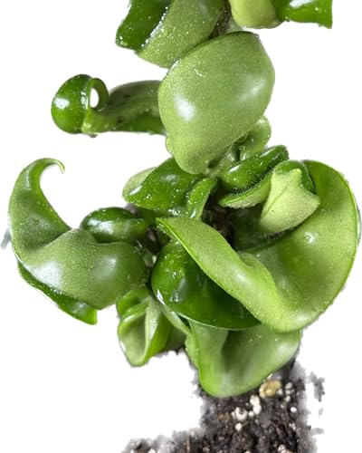 4 inch Pot Hoya Compacta Live Plant J2933