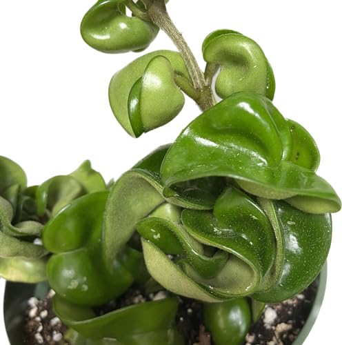 4 inch Pot Hoya Compacta Live Plant J2933