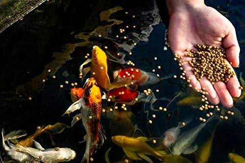 Large Pellet Fish Food 50 lb Bag G149