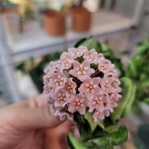 4 inch Pot Hoya Compacta Live Plant J2933