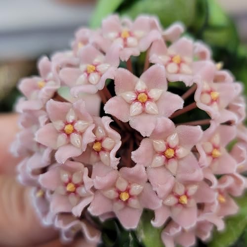 4 inch Pot Hoya Compacta Live Plant J2933