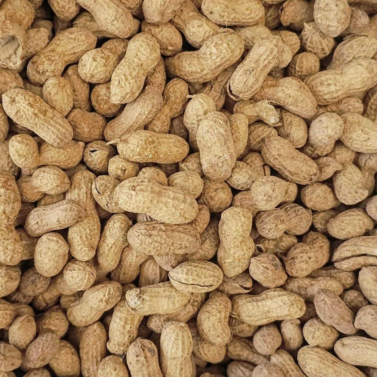 Peanut Party In-Shell Peanuts For Birds G79583